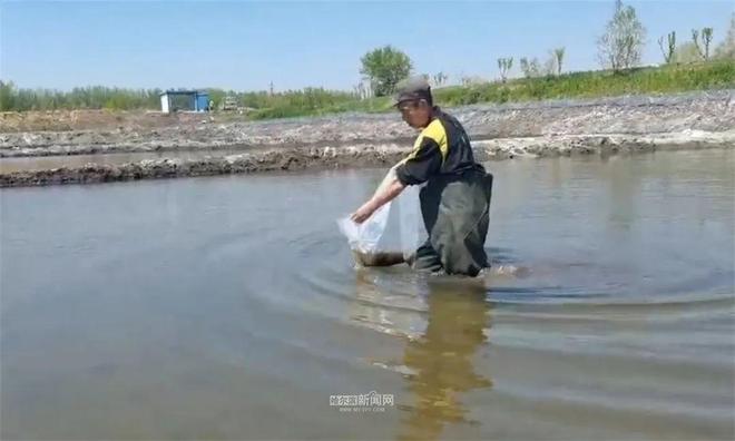 1500万尾寒地小龙虾下池塘进稻田丨冰城“蓝色粮仓”别样鲜美(图4)