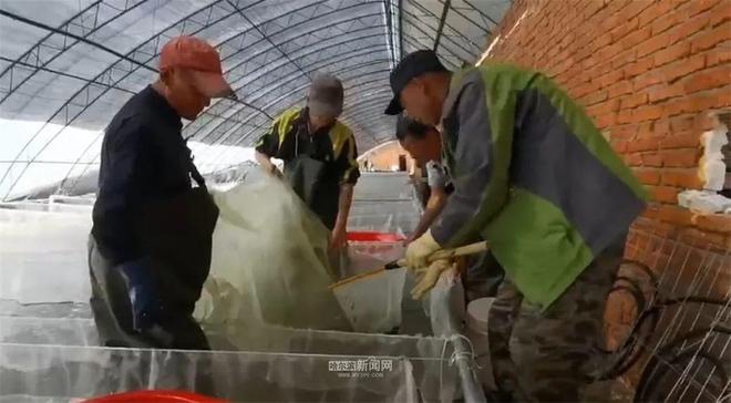 1500万尾寒地小龙虾下池塘进稻田丨冰城“蓝色粮仓”别样鲜美(图3)