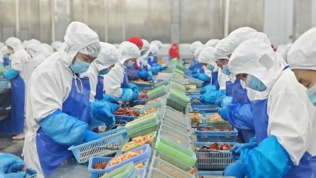 “红”动天下——“潜江龙虾”产业的全球化突围征程(图1)