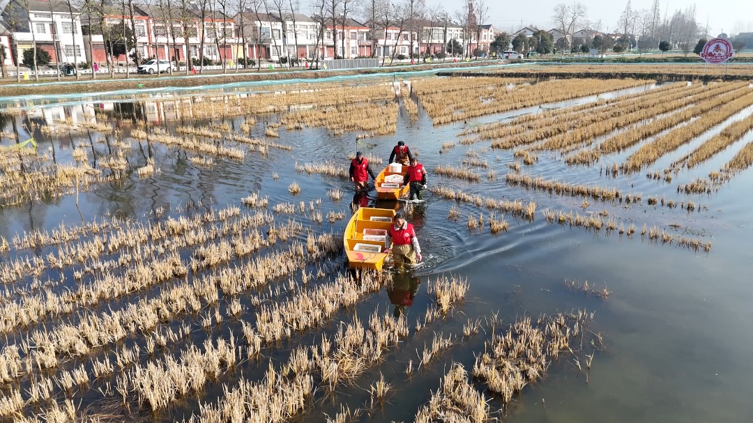 “红”动天下——“潜江龙虾”产业的全球化突围征程(图3)