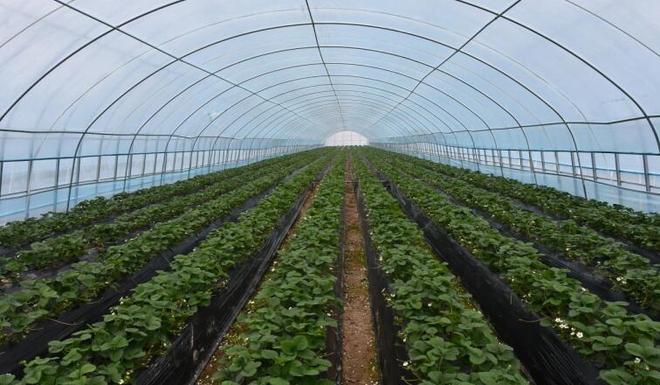 临泉甜“莓”的密码何在？(图2)