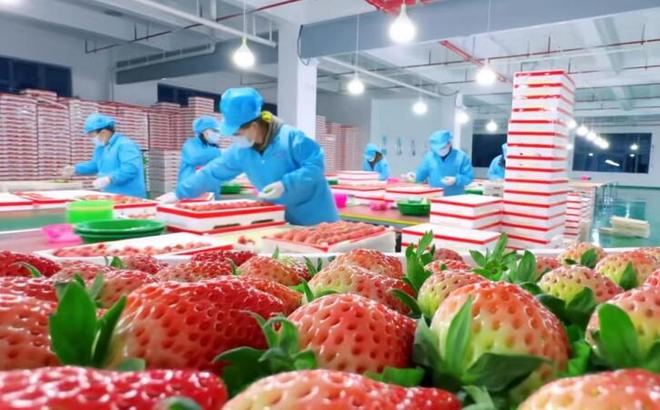 临泉甜“莓”的密码何在？(图3)