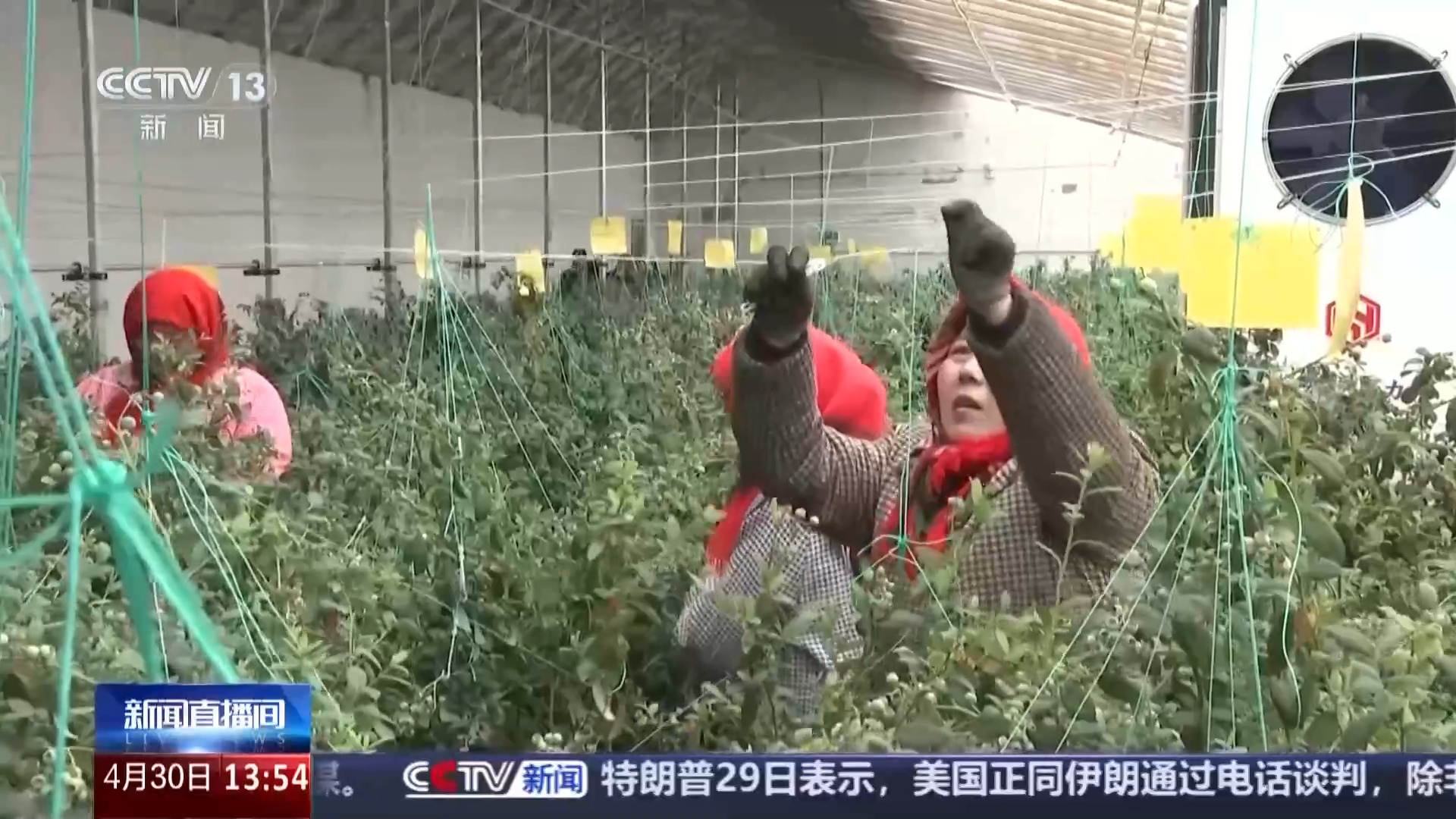 一线调研丨高原鲜鱼闯世界“冷资源”成经济增长“热产业”(图10)